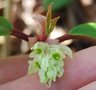 vignette Ribes laurifolium   /   Grossulariaces   /   Sichouan