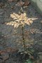 vignette Mahonia confusa