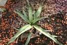 vignette Yucca faxoniana