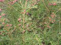 vignette Grevillea rosmarinifolia au 15 02 09