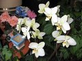 vignette Phalaenopsis toujours la au 15 02 09