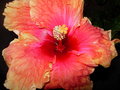 vignette Hibiscus gant hawai