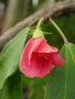 vignette Hibiscus boryanus