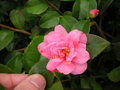 vignette Camellia x 'Fragrant Pink'
