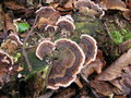vignette Polypore versicolore - Coriolus versicolor