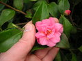 vignette Camellia x 'Fragrant Pink'