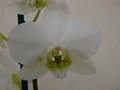 vignette Phalaenopsis ( dtail )
