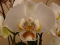 vignette Phalaenopsis ( dtail )
