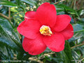 vignette Camélia ' Brocéliande ' camellia japonica