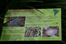 vignette Fascicularia pitcairniifolia