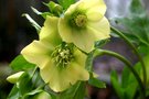 vignette Helleborus x hybridus yellow-flowered