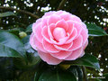 vignette Camélia ' MONTIRONI RUBRA' camellia japonica , syn: MONTIRONI ROSEA