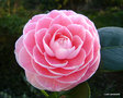 vignette Camélia ' MONTIRONI RUBRA' camellia japonica , syn: MONTIRONI ROSEA