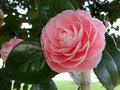 vignette Camélia ' MONTIRONI RUBRA ' camellia japonica , syn: MONTIRONI ROSEA