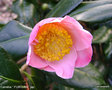 vignette Camélia ' FURO-AN ' camellia japonica