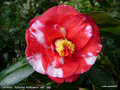 vignette Camélia ' Adolphe Audusson variegated ' camellia japonica