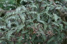 vignette Olearia ilicifolia