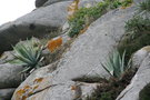 vignette Agaves on the rocks