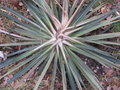 vignette Cordyline australis groenland +