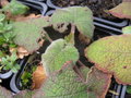vignette Rubus rufus CHBO7.CH149
