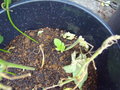 vignette Boutures passiflora lady margareth