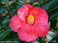 vignette Camélia ' MASAYOSHI ' camellia japonica syn . Donckelaeri