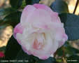 vignette Camélia ' SWEET JANE ' camellia hybride de transnokoensis