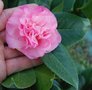 vignette Camellia japonica 'Mary Wheeler'