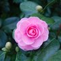 vignette Camellia japonica 'Willamina'