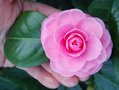 vignette Camellia japonica 'Willamina'