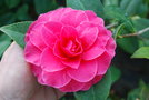 vignette Camellia japonica 'Rose Parade'