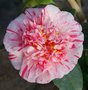 vignette Camellia japonica 'Modern Art'