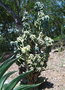 vignette Cereus peruvianus var. monstruosa