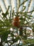 vignette banksia spinulosa