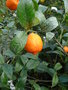 vignette citrus aurantifolia la Valette