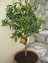 vignette Citrus reticulata / mandarinier