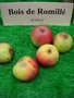 vignette Pomme 'Bois de Romill'