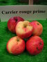 vignette Pomme 'carrier rouge prime'