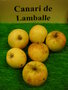vignette Pomme 'Canari de Lamballe'