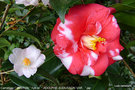 vignette Camélia ' WINTON ' camellia hybride et 