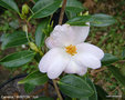 vignette Camélia ' WINTON ' camellia hybride