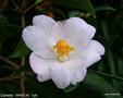 vignette Camélia ' WINTON ' camellia hybride