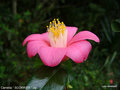 vignette Camélia ' SCORRIER ' camellia japonica