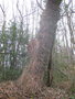 vignette Populus nigra