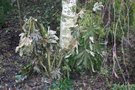 vignette Fatsia japonica 'Moseri'