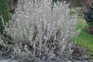 vignette Phlomis fruticosa