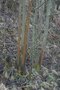 vignette Fraxinus excelsior  corce orange