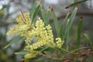 vignette Acacia longifolia