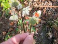 vignette Edgeworthia chrysantha red dragon2 au 24 02 09