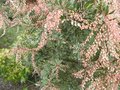vignette Pieris little heath variegata en fleurs au 24 02 09